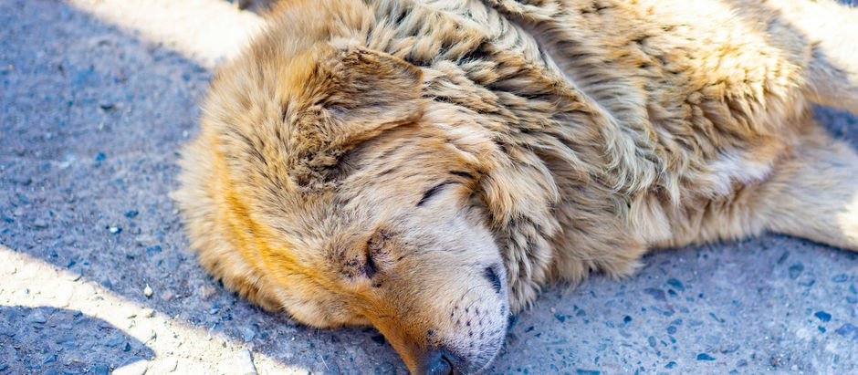 Übergewicht bei Hunden: Ein ernstes Thema für Hundebesitzer