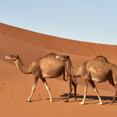 Top 10 Desert Animals