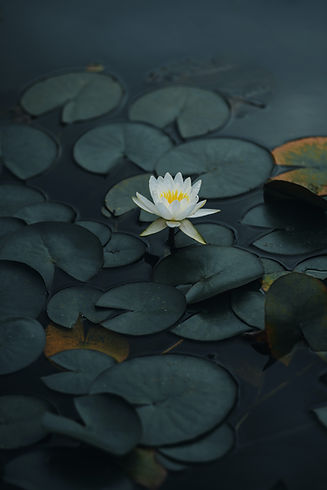 lotus flower
