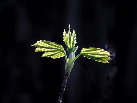 DI Zone Chronicle: Awakening Through Autonomy – The Double Validation of DI