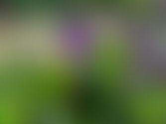 菫の花