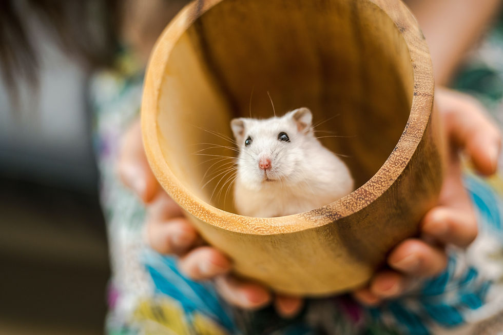 White hamster peeks from a bamboo tube held in hands, with a soft blurred background.