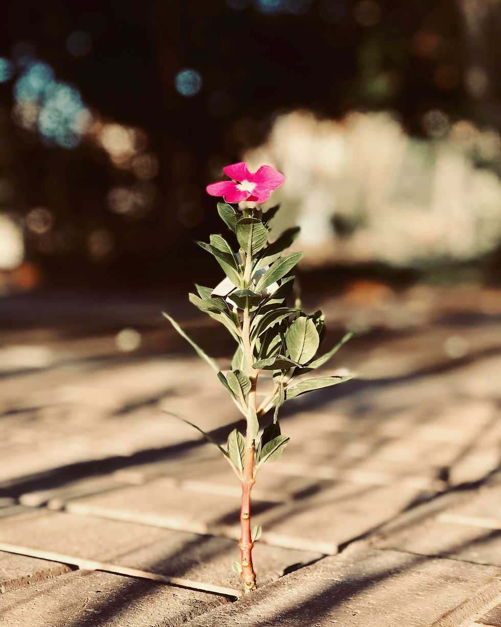 bloom where you are planted