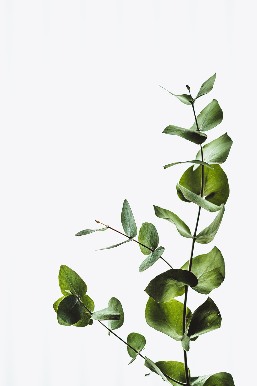 Eucalyptus Lit – Submissions cover artwork
