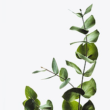 Image by Annie Spratt
