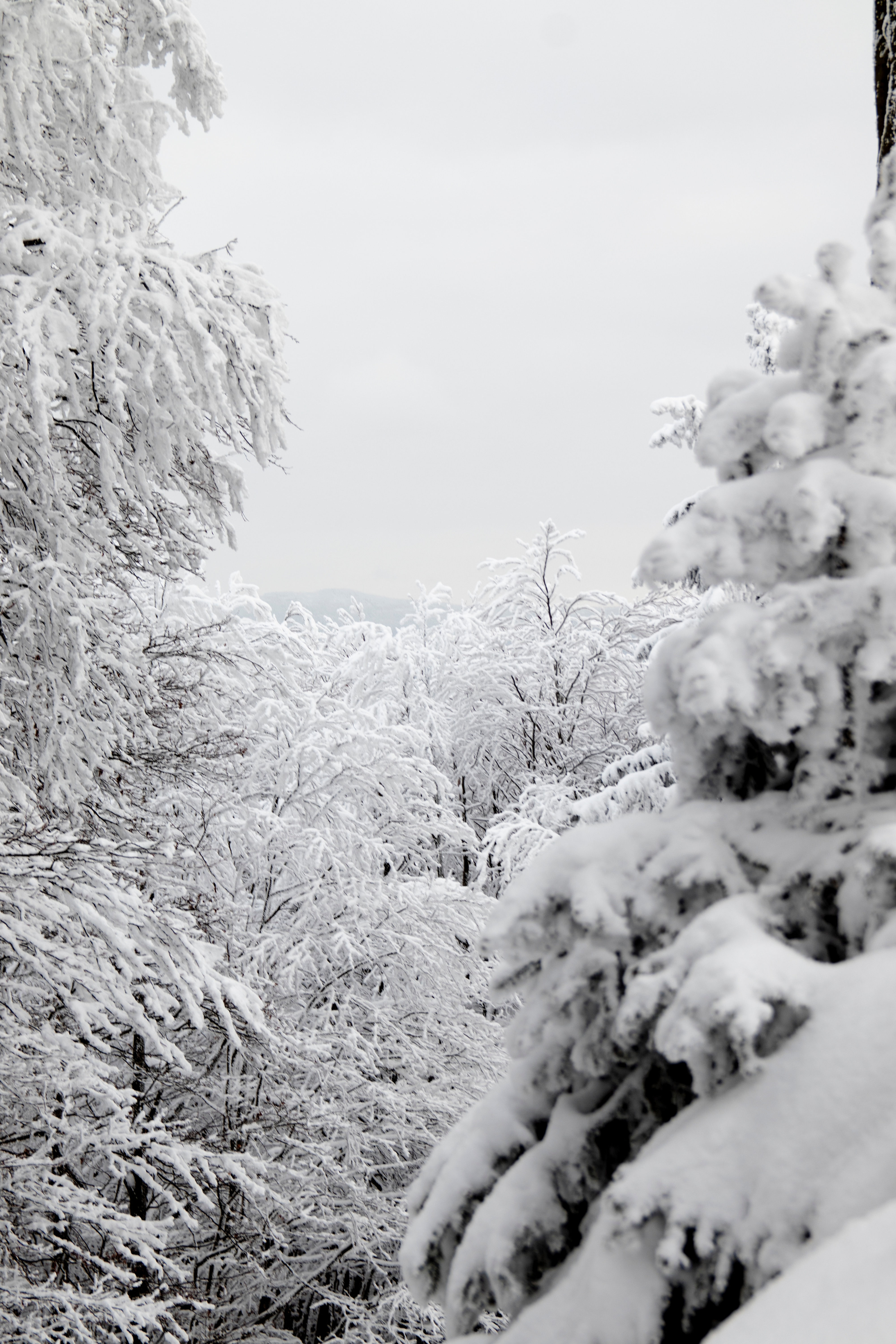 White Christmas - Soy Candle 6 oz
