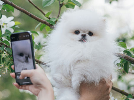 Would Your Dog Swipe Right? What Your Pup Really Thinks About You