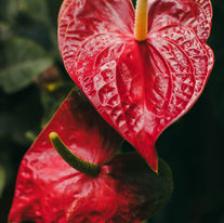 Fleur d'Anthurium de couleur rouge