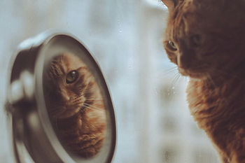 Ginger cat gazes at its reflection in a round mirror on a foggy window, creating a serene and introspective mood.