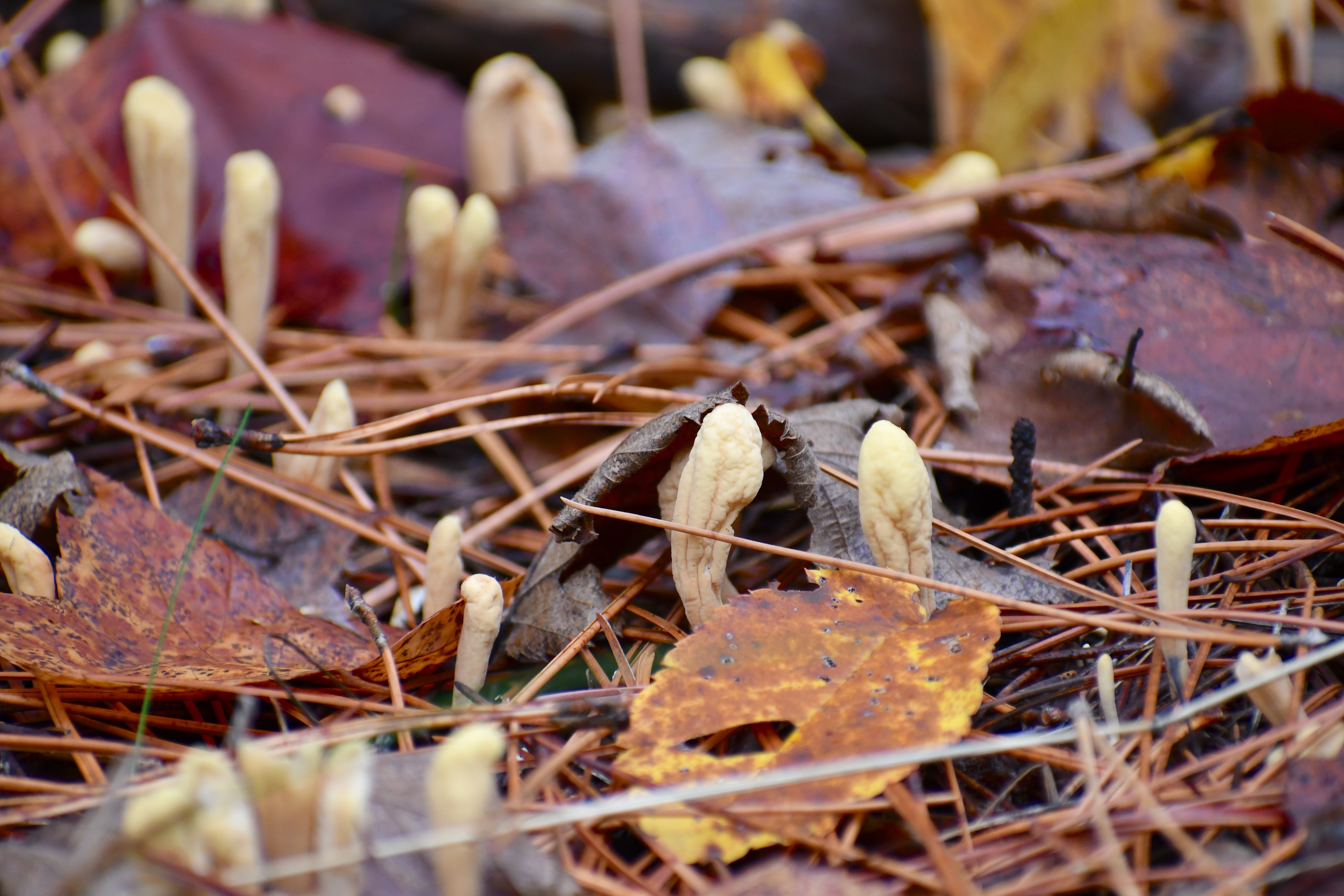 Cordyceps Mushroom Supplements: Boost Energy, Endurance & More Naturally ⚡🍄