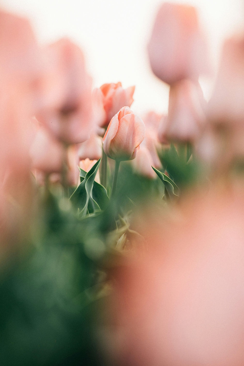 Image by Tsuyoshi Kozu