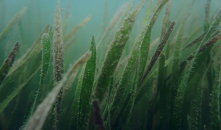 Image by The Tampa Bay Estuary Program