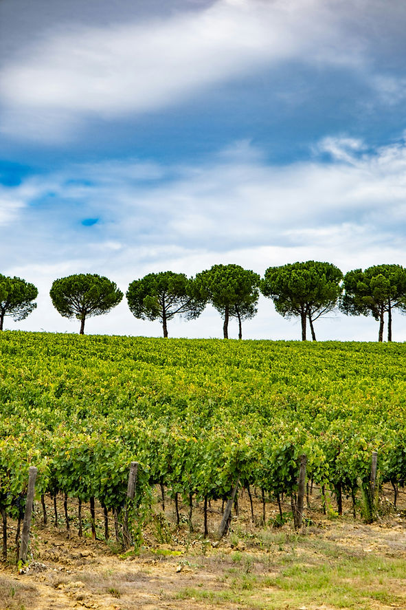 antinori