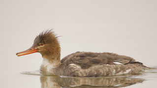 Article Review: Fluoride in the Pineal Gland of the Goosander