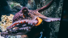 Close-up of a purple-orange octopus reaching over rocky aquarium stones in a dim, underwater scene.