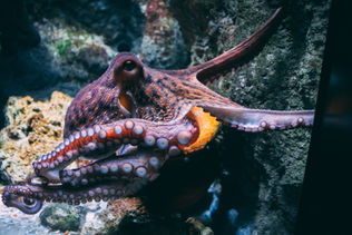 Octopuses: Intelligent and Mysterious Creatures of the Seas
