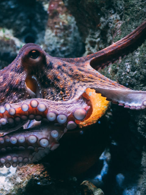 ¿Qué está pasando con la primera granja de pulpos del mundo?