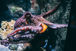 Close-up of a purple-orange octopus reaching over rocky aquarium stones in a dim, underwater scene.