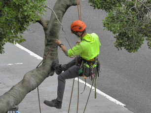 Tree Removal Service in Fulks Run, VA: When Removing a Tree Is the Safest Option