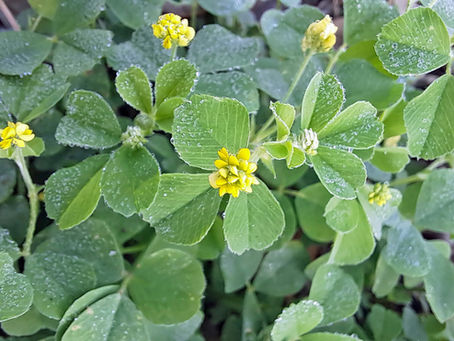 fenugreek plant