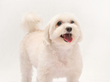 Maltipoo pasmina: Kompletan vodič za ovog plišastog ljubimca koji osvaja srca Hrvata