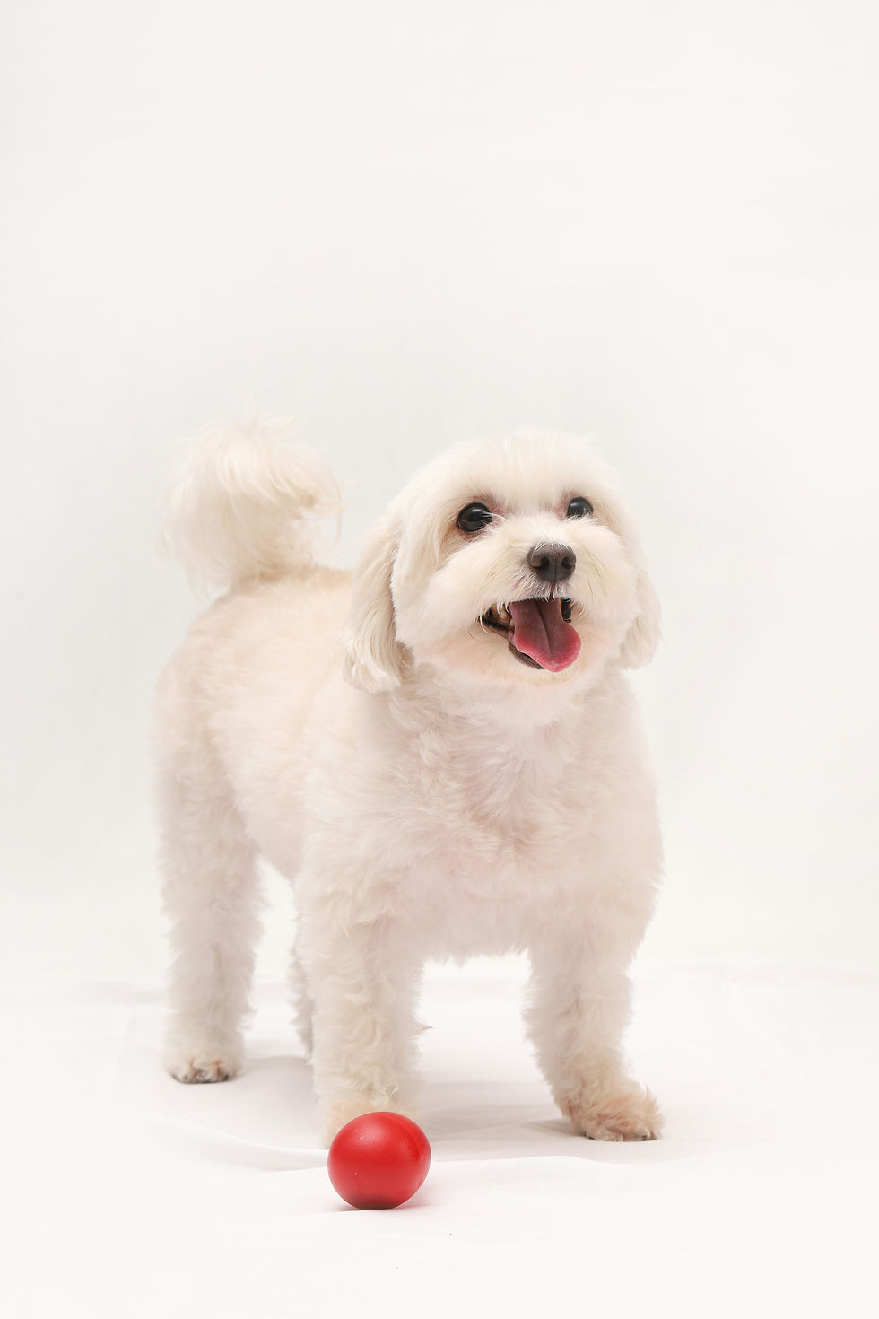 Maltipoo pasmina: Kompletan vodič za ovog plišastog ljubimca koji osvaja srca Hrvata