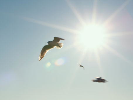Aquarius Season: How to Navigate the Influence of Aquarius and the Sun