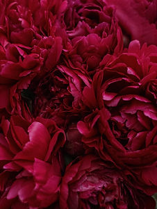 Image by Lena Myzovets