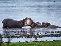 Image by Birger Strahl