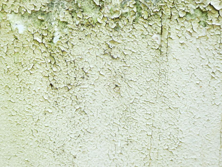 Dealing with Algae and Mold on Painted Exterior Surfaces