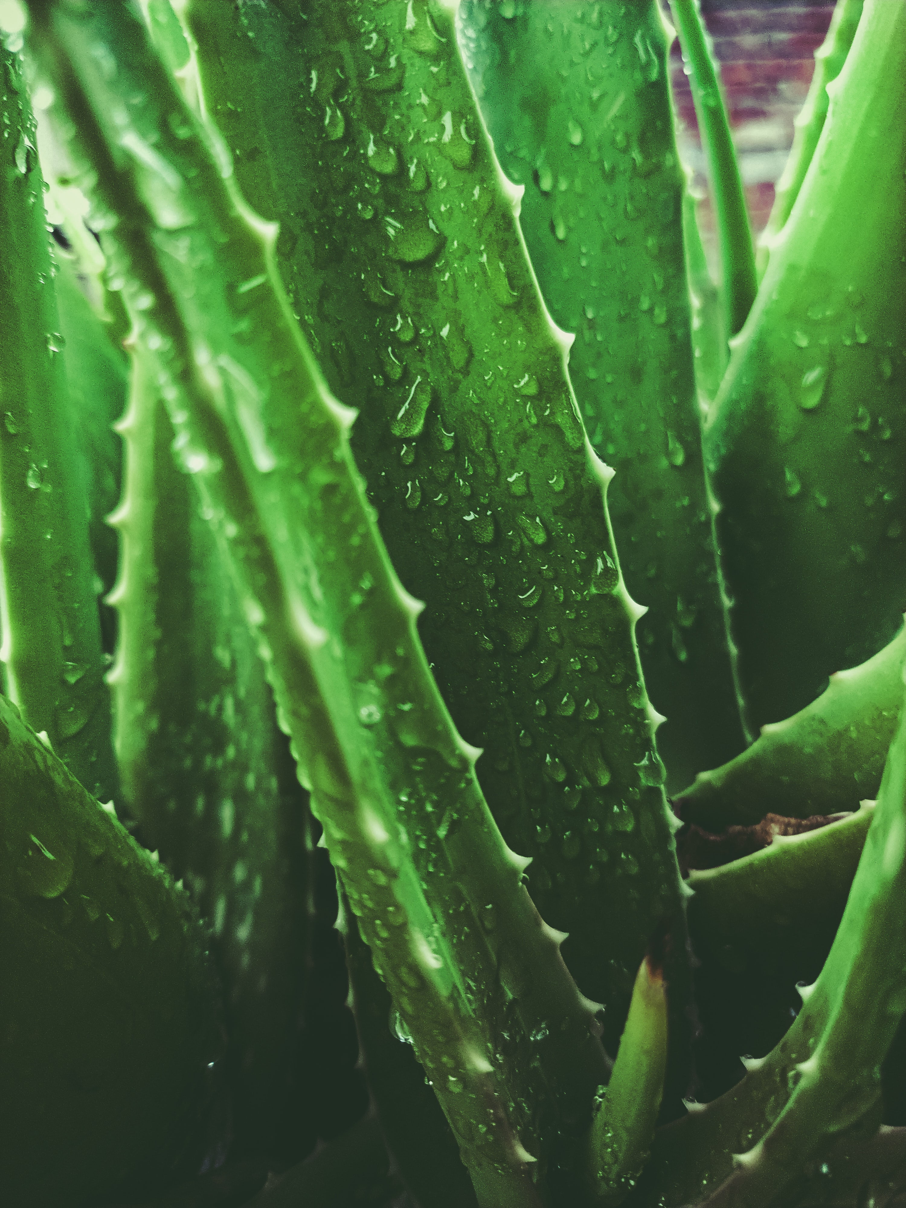 Aloe vera plant with water droplets