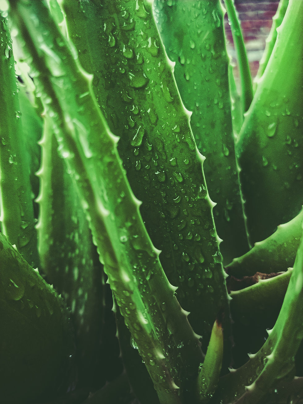 Aloe vera plant with water droplets