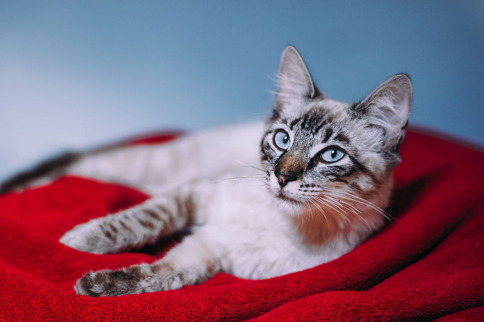Thumbnail: For The Love Of Cats