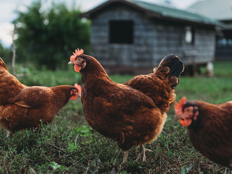 Live vs Dried Mealworms Kaunsa Best Hai Hens Ke Liye?