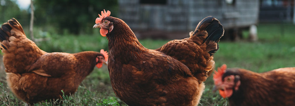 Image by Steven Van Elk