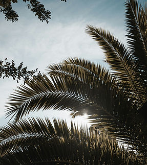 Image by Adam Neumann