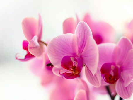 ELEGANTES ORQUÍDEAS. LAS PHALAENOPSIS.
