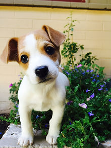 chiot