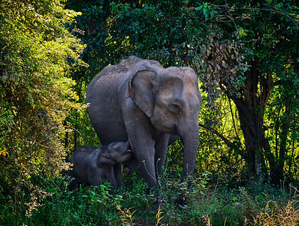 Sri Lanka offers a rewarding mix of natural beauty, ancient history, and local culture, making it a fascinating destination for families. Starting in Negombo, we settle into island life before heading inland to explore the intricate Dambulla cave temples and climb the impressive rock fortress of Sigiriya. A countryside bike ride provides a close-up look at village life before continuing to Kandy, where we stroll through botanical gardens, visit a sacred Buddhist temple, and share a home-cooked dinner with a local family.
From there, we travel into the highlands for a scenic train journey to Bandarawela, taking time to walk through tea plantations and enjoy a leisurely lunch with locals. The journey then turns wilder with a safari in Udawalawe National Park, where elephants and other wildlife roam freely.
We continue to Galle Fort to learn about its colonial past before unwinding on the beaches of Mirissa, where we try kite flying and enjoy time to relax or explore the coast. Our final stop is Colombo, where the energy of the capital offers a fitting contrast to the quiet countryside we’ve come to know. Along the way, we connect with communities and deepen our understanding of Sri Lanka’s many layers.