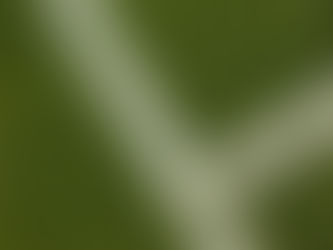 Painted lines intersecting on grass. Image by Dan Gold.