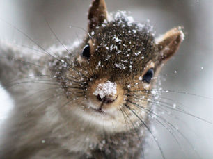 Stop Squirreling Around: How Fulfilment Can Save You Money on Shipping Costs!