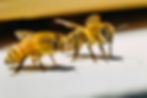 Two honeybees side-by-side, showcasing their natural form