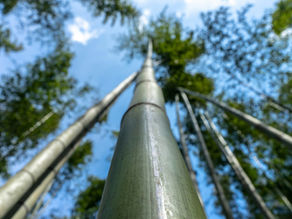 bamboo forest
