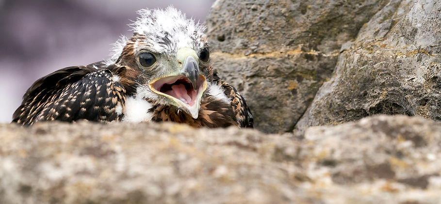 Image by Ingo Doerrie