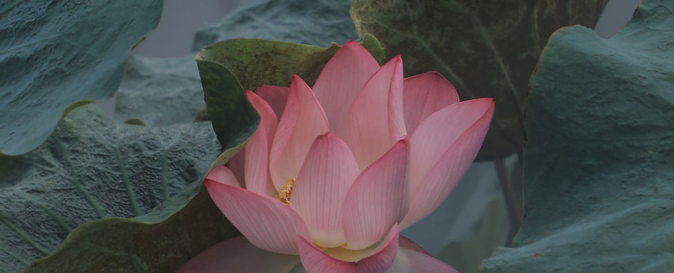 Join the Lititz Ambrosia Massage Team