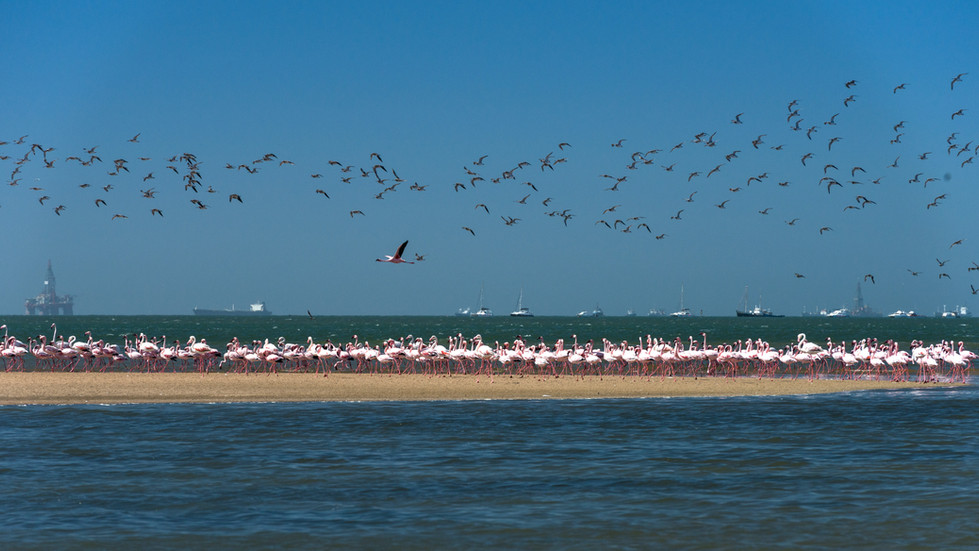 Flamingos at Sandwich Harbor