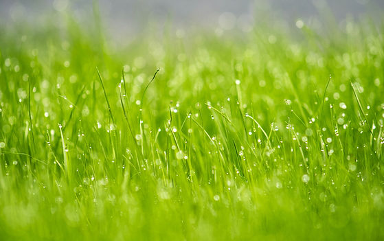 Image by Mihály Köles