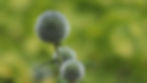 Echinops (Globe Thistle)