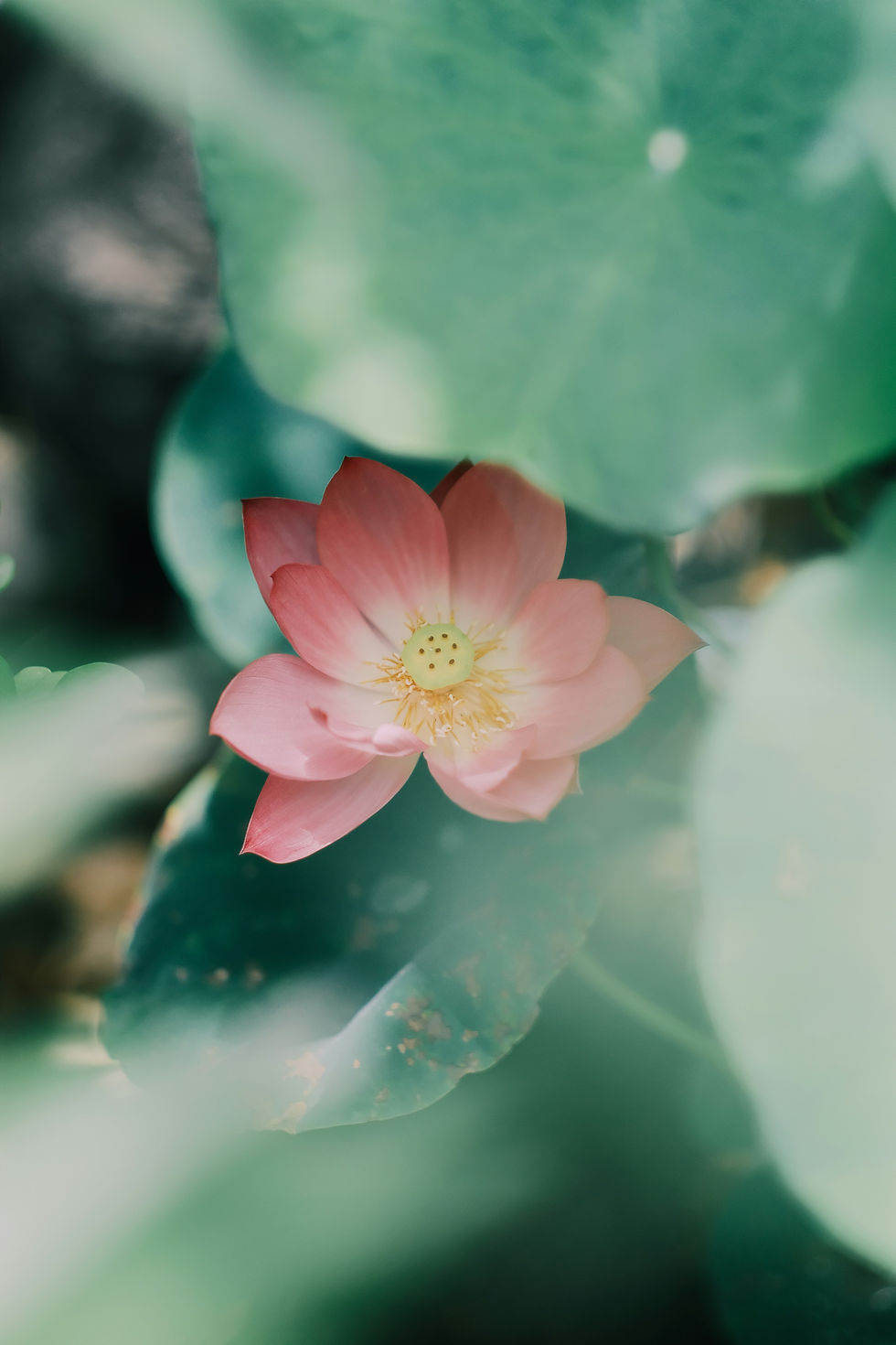 Fleur de lotus