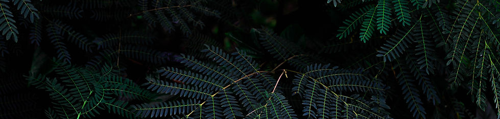 Image by Jeremy Bishop